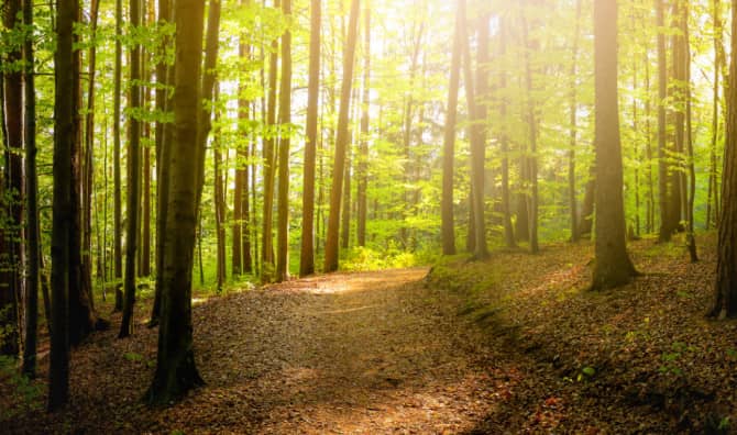 Technology For Trees!