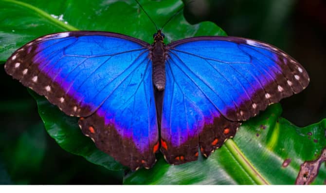 New Cooling Film was Inspired by Butterflies