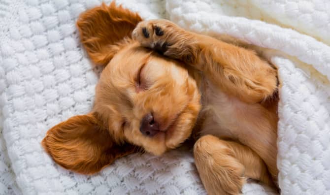 Study Reveals What Dogs Dream About