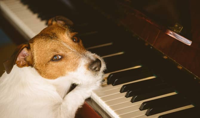 Three Dogs Perform Mozart’s Music!