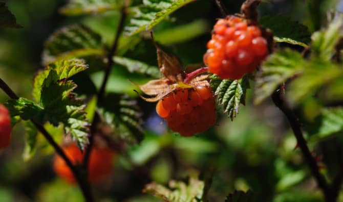 Finland’s New Wound Care is Berry Good