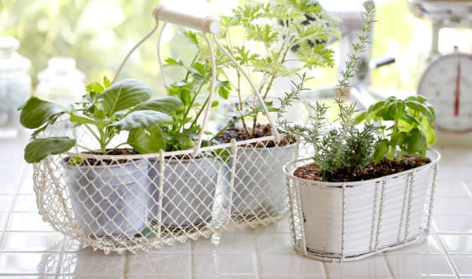 5 Herbs and Veggies that Love Growing Indoors
