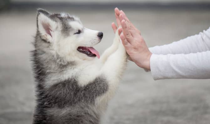 6 of the Cutest Dog Videos of All Time