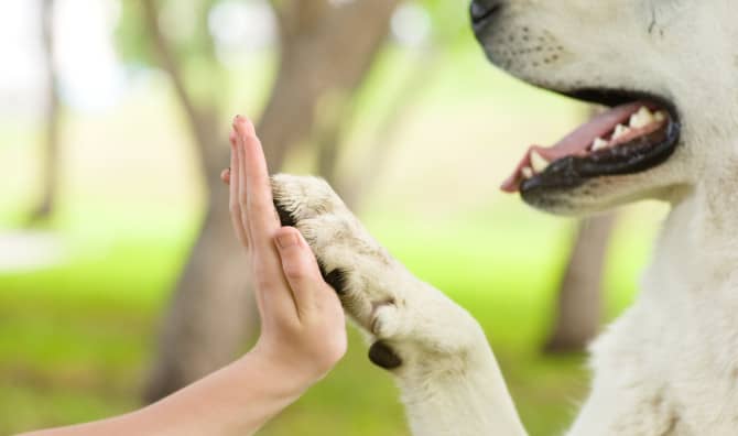 5 Life Lessons We Can Learn From Animals