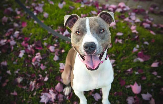 Rent-A-Dog Programs Let You Brighten a Shelter Dog’s Day