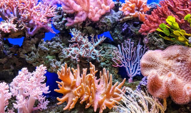 This Happy Lab Accident Could Save the World’s Coral Reefs