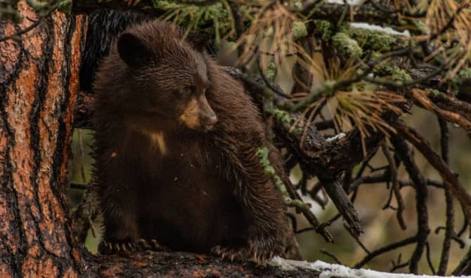 5 Rescued Bear Cubs are Released Back Into the Wild