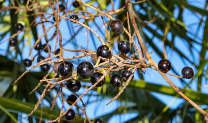 Explore Natural Healing With Saw Palmetto Berries