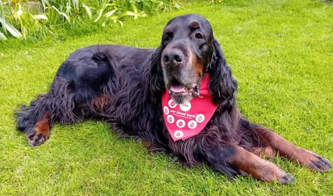 This Hero Dog Gives Blood 40 Times