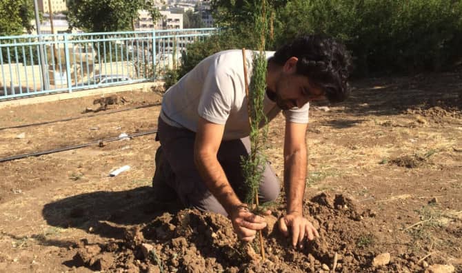 Urban Tree Planting Brightens Israeli Cities