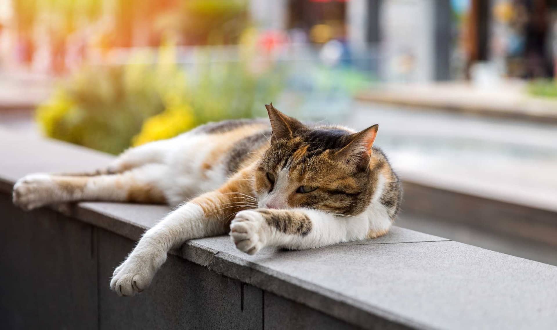 A cat rests.
