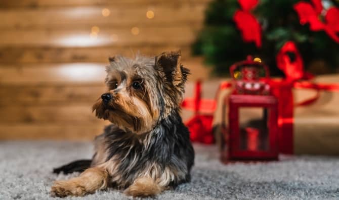 Home for Christmas.