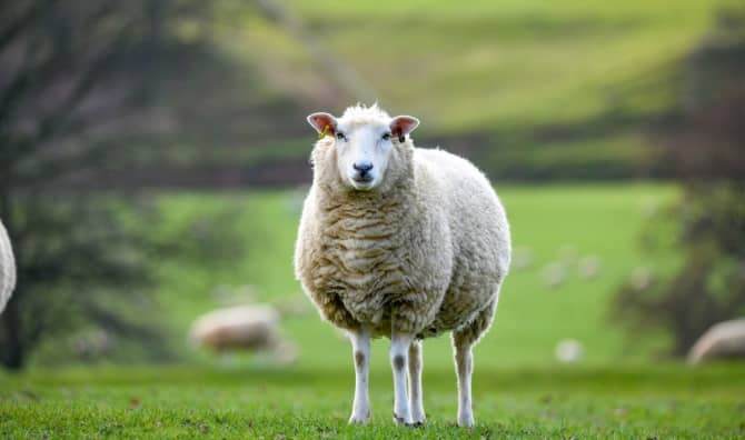 A grazing sheep.