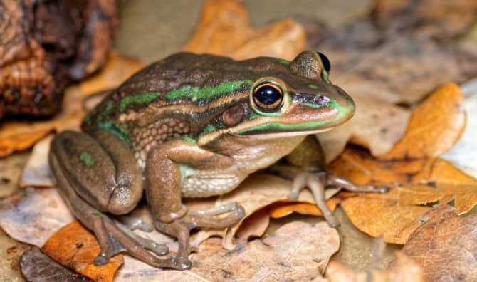 Green and golden bell frogs are being returned to the Australian Capital Territory.