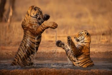 How India is Saving its Tigers