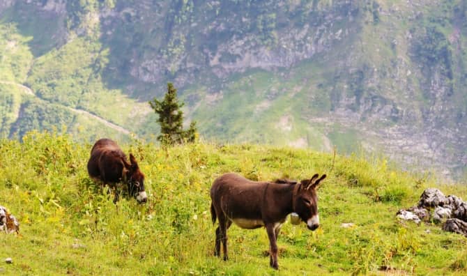 Donkeys eating scrub.