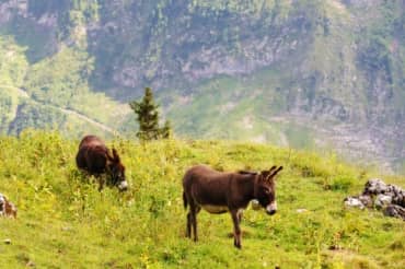 Spain’s Firefighting Donkeys are Preventing Blazes
