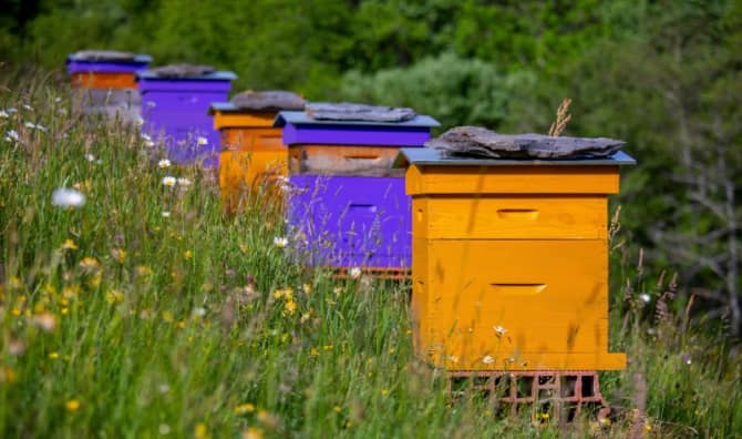 Pretty colored beehives in a flower meadow before the honey harvest.