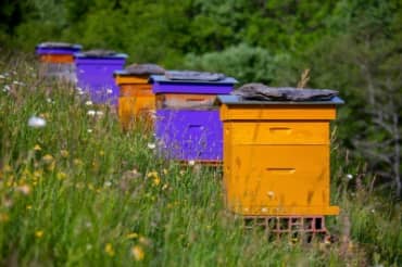 Scientists are Helping Bees Get Their Mojo Back!