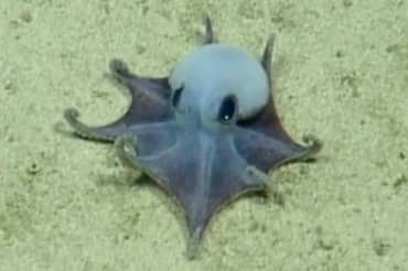 Scientists Discover a Tiny Blue Octopus Species