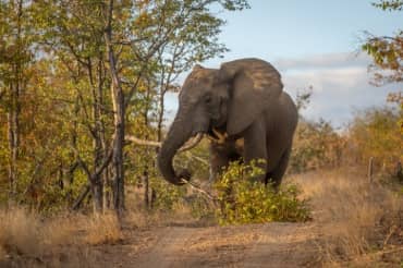 Portugal’s Last Performing Circus Elephant Retires