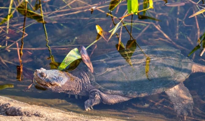 A snapping turtle provided the inspiration for the robot.