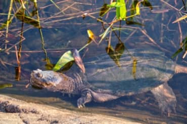 Canadian Teen Built a Robot Turtle to Keep Waterways Healthy