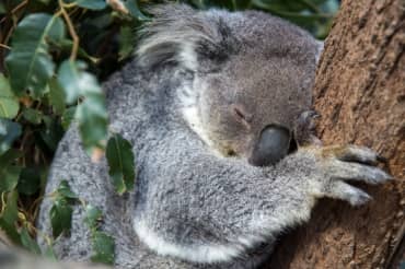 Precious Koala Bears Given a Helping Hand in Australia