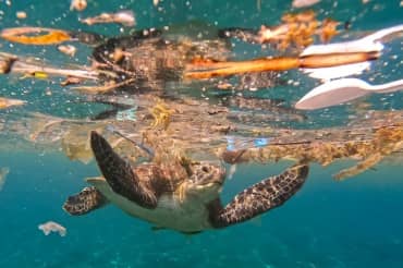 This Boat Chomps Through Plastic Ocean Trash!