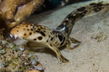 Scientists Discovered a New Shark That “Walks”