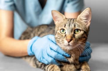 Research on Cancer in Cats Could Also Help People