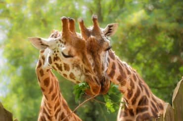 Vera’s Giraffe Dream Comes True!