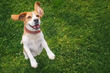 5 Signs Your Dog is Happy