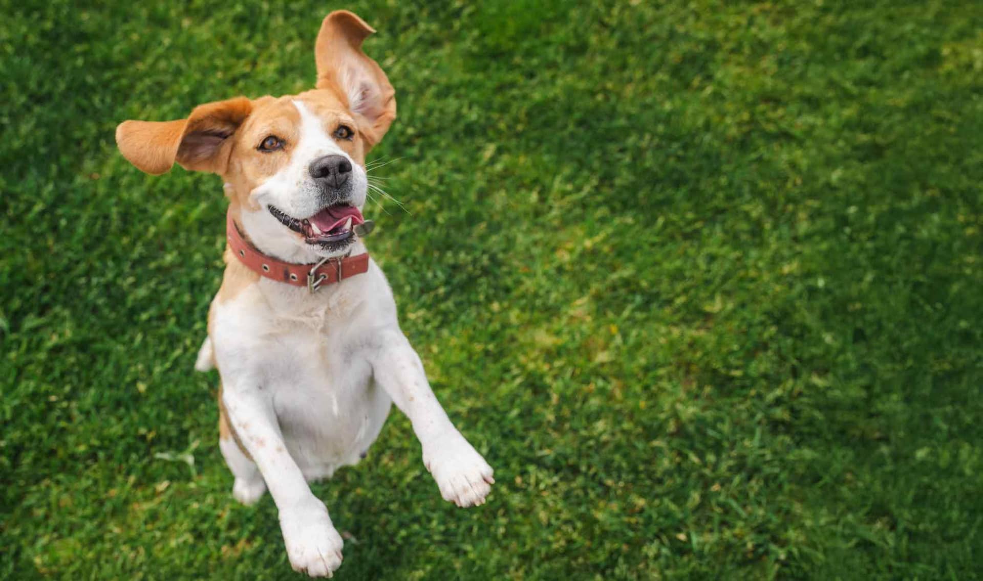 A happy beagle dog jumping on green grass.