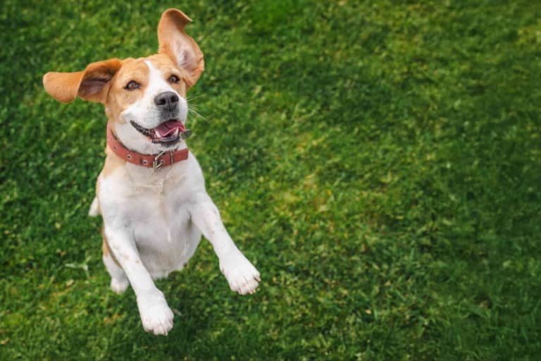 5 Signs Your Dog is Happy