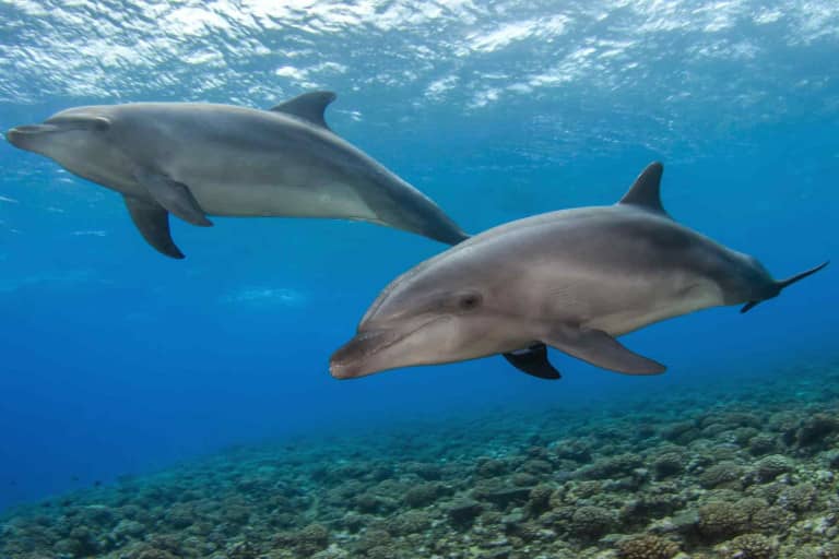 Introducing the World’s Largest Marine Protected Area