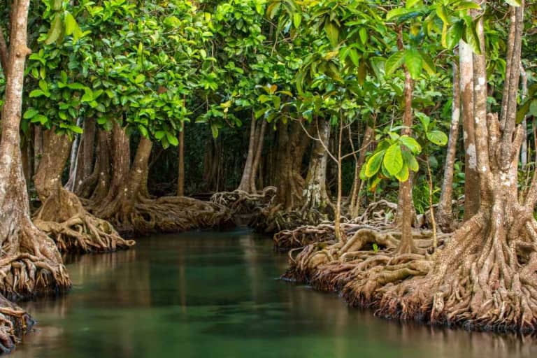 Mangrove Forests are Expanding and Thriving