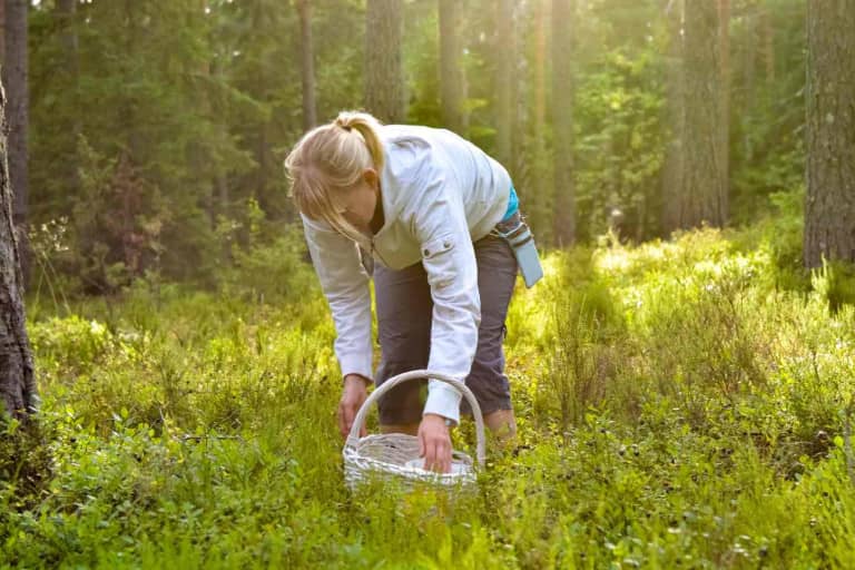 Food Forests are Growing in Boston