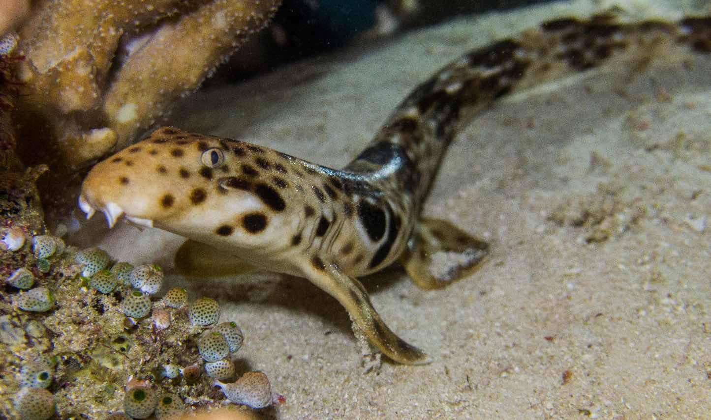 A walking shark moves across the sandy seafloor near coral.