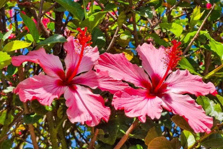 The Health Benefits of Hibiscus Tea and Hibiscus Water