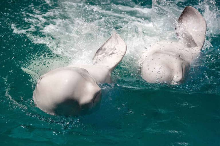 Rescued Beluga Whales Receive New Homes