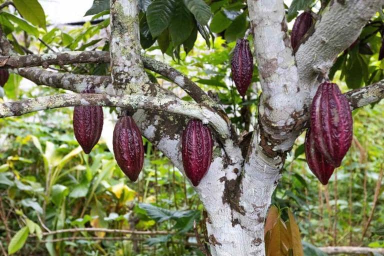 Scientists Discover 4 New Types of Cacao
