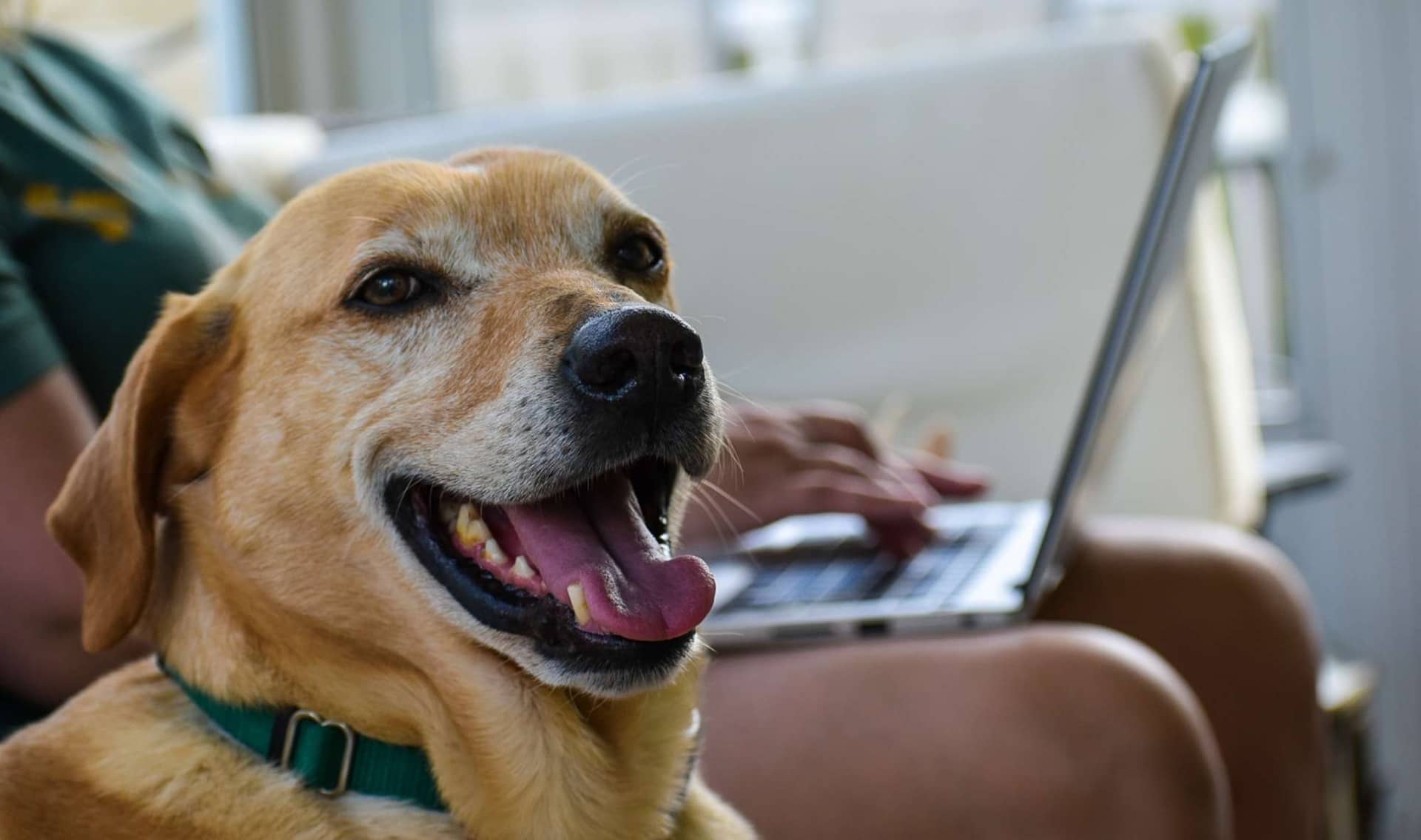 A happy senior dog sits beside a laptop computer.