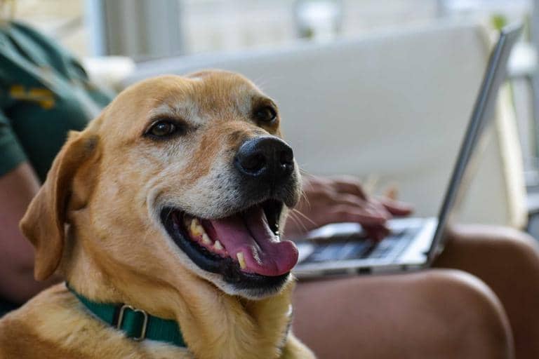 5 Ways to Take Care of Your Older Pets