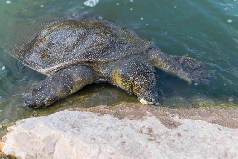 Israel’s Turtle Population Surges Thanks to Conservation Efforts