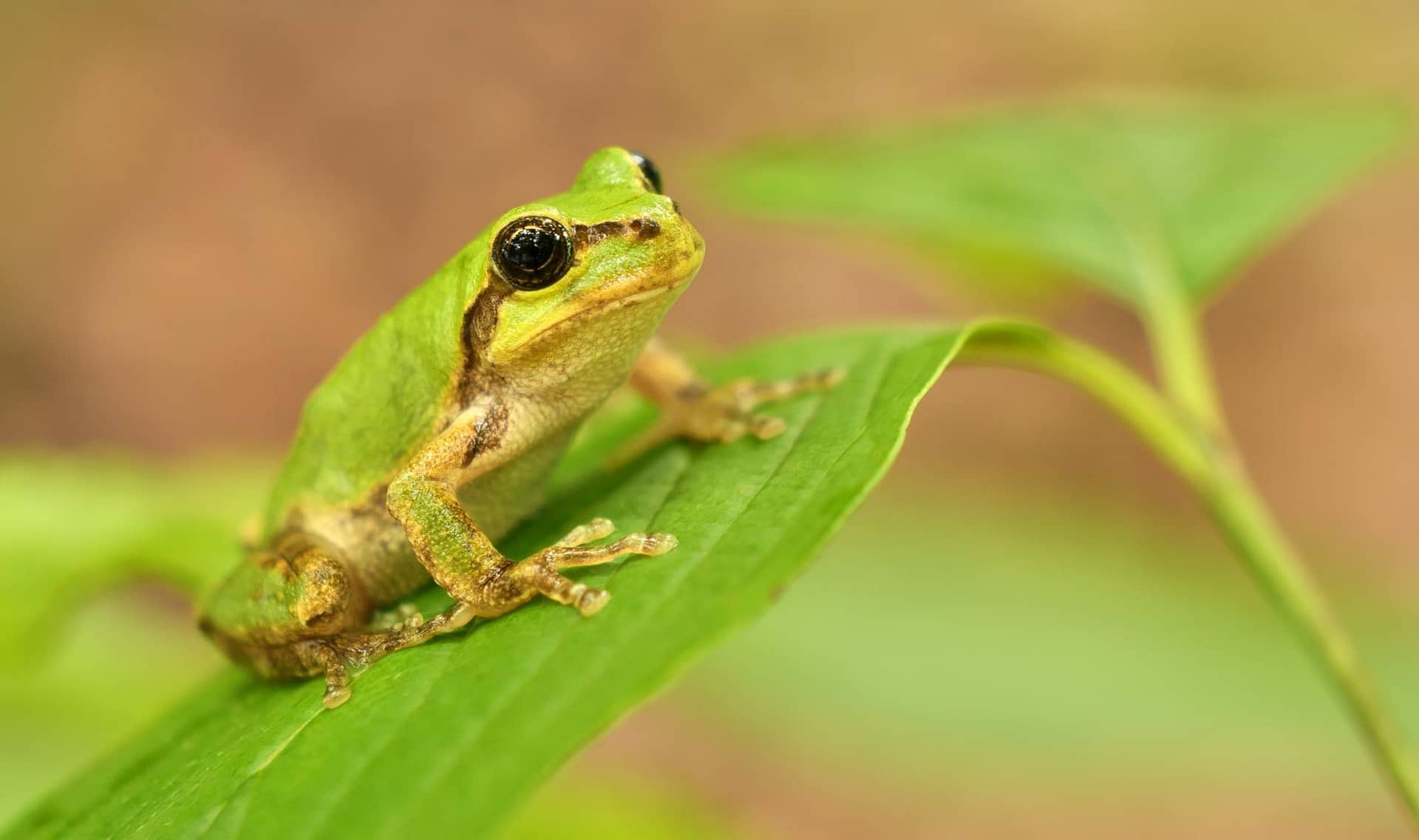 A small Japanese tree frog on a green leaf.