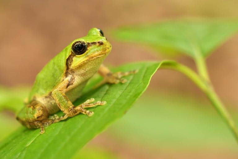 New Hope Against Cancer Comes from Japanese Tree Frogs