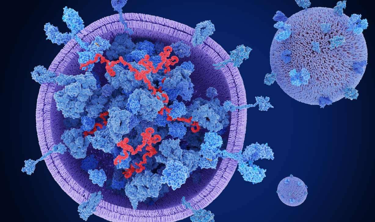 A cross section of an exosome.