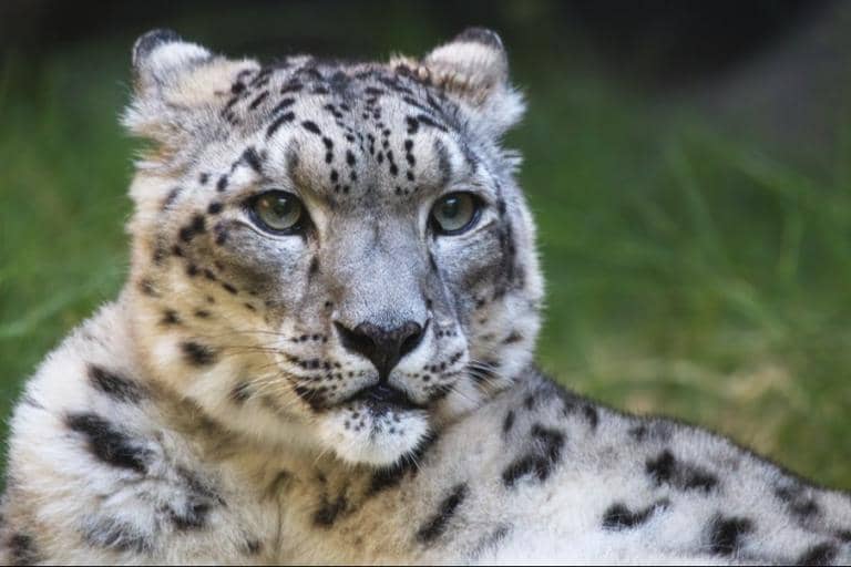 A New Lifeline For Kyrgyzstan’s Snow Leopards