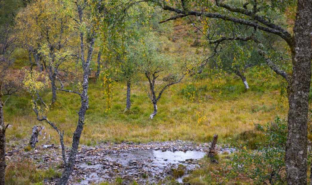 Rewilding in Scotland.